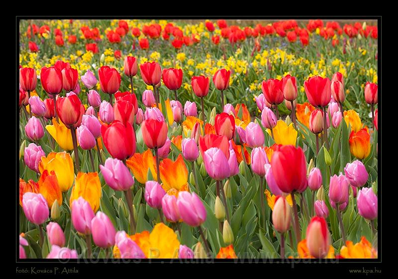 Keukenhof Hollandia 043.jpg